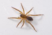 bospiraat (Pirata hygrophilus) 4-2014 8785